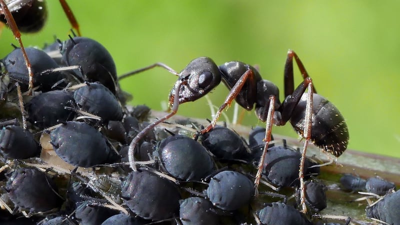 Aphids