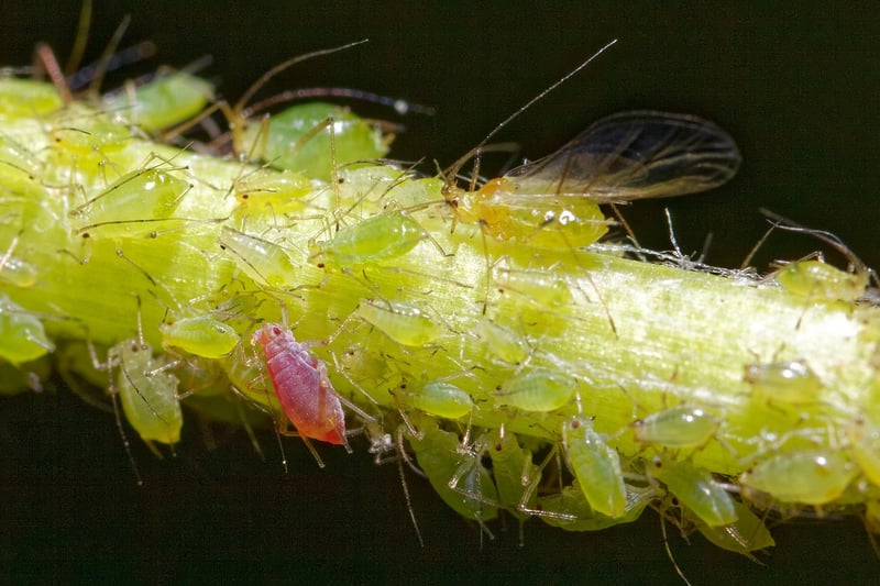 Scale Insects