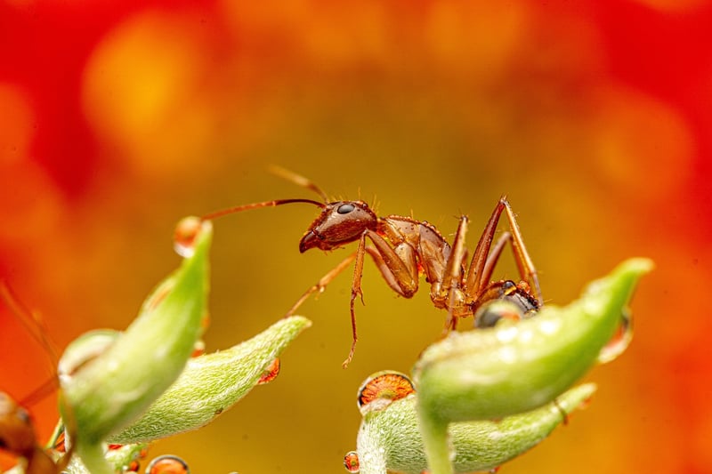 Mealybugs