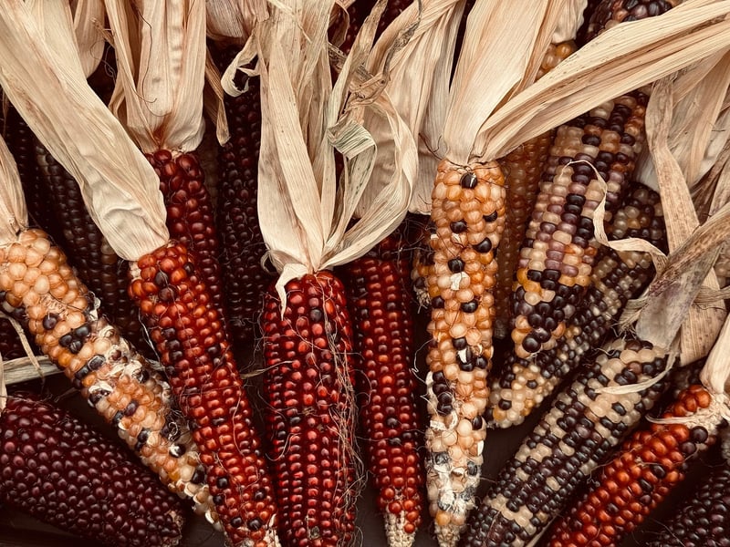 Garden Harvest
