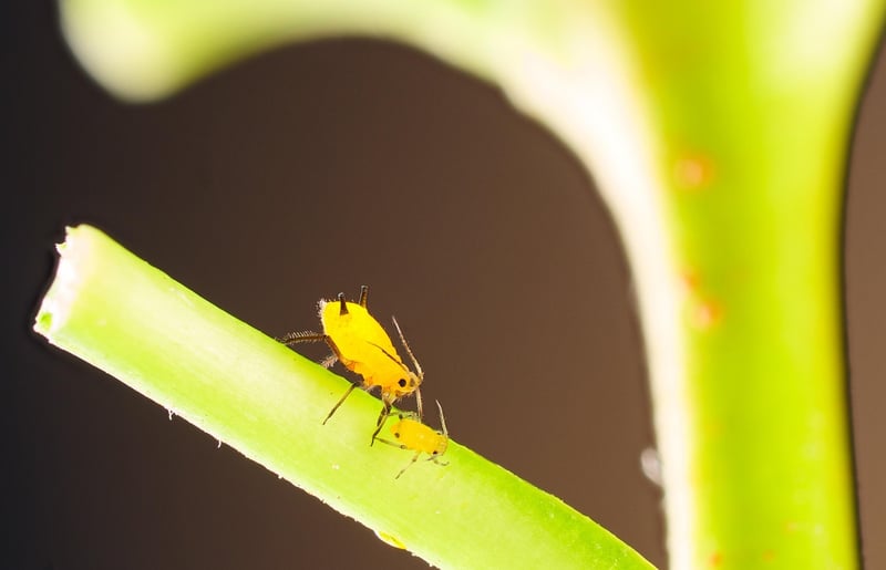 Thrips